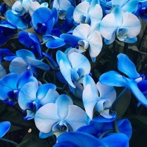 Vibrant Matter with King Knut: A Piano Mix for the Spring Equinox (Radio Alhara 28.03.2023)